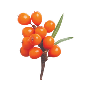 300 mg sea buckthorn oil